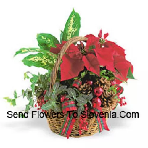 This long-lasting holiday planter features an assortment of hearty indoor green plants combined with a festive mini poinsettia and trimmed with pine cones and accents. (Please Note That We Reserve The Right To Substitute Any Product With A Suitable Product Of Equal Value In Case Of Non-Availability Of A Certain Product)