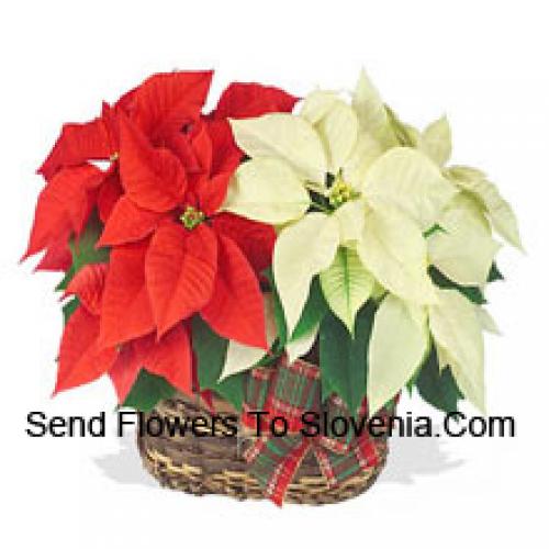 Beautiful Red and White Poinsettias in Basket